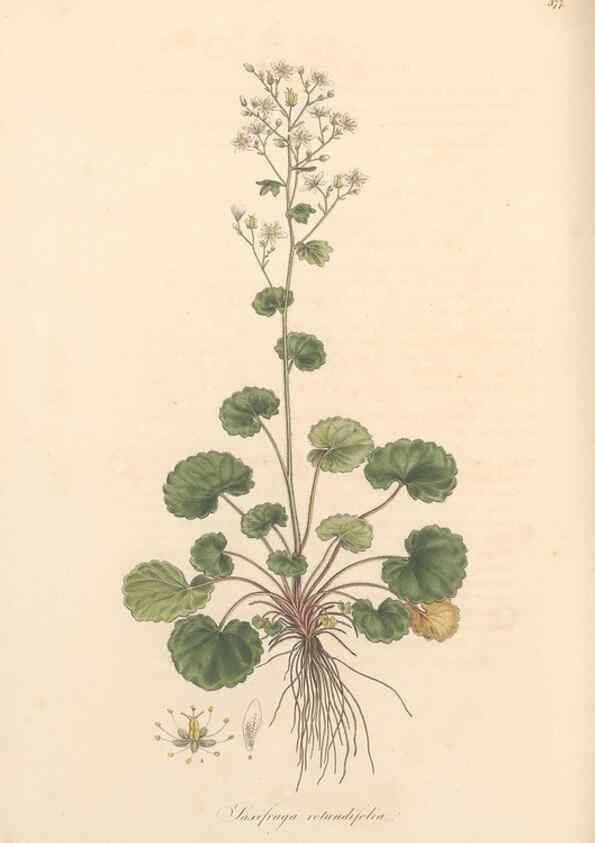 Reproducción/Reproduction 49557622992: Flora Graeca, sive, Plantarum rariorum historia, quas in provinciis aut insulis Graeciae /. Londini :Typis Richardi Taylor et socii, in Vico Shoe-Lane :MDCCCVI-MDCCCXL [1806-1840].. 