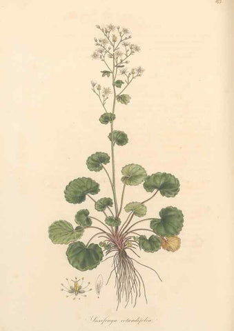 Reproducción/Reproduction 49557622992: Flora Graeca, sive, Plantarum rariorum historia, quas in provinciis aut insulis Graeciae /. Londini :Typis Richardi Taylor et socii, in Vico Shoe-Lane :MDCCCVI-MDCCCXL [1806-1840].. 