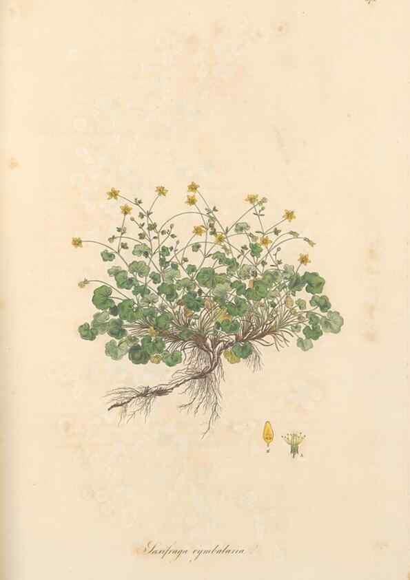 Reproducción/Reproduction 49557388026: Flora Graeca, sive, Plantarum rariorum historia, quas in provinciis aut insulis Graeciae /. Londini :Typis Richardi Taylor et socii, in Vico Shoe-Lane :MDCCCVI-MDCCCXL [1806-1840].. 