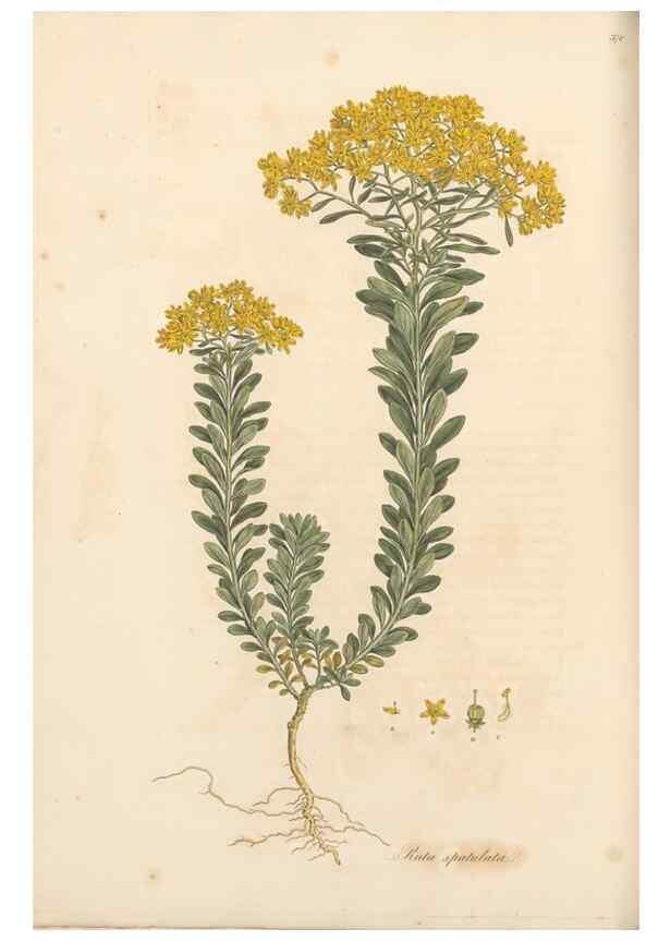 Reproducción/Reproduction 49556886518: Flora Graeca, sive, Plantarum rariorum historia, quas in provinciis aut insulis Graeciae /. Londini :Typis Richardi Taylor et socii, in Vico Shoe-Lane :MDCCCVI-MDCCCXL [1806-1840].. 