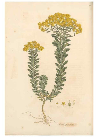 Reproducción/Reproduction 49556886518: Flora Graeca, sive, Plantarum rariorum historia, quas in provinciis aut insulis Graeciae /. Londini :Typis Richardi Taylor et socii, in Vico Shoe-Lane :MDCCCVI-MDCCCXL [1806-1840].. 