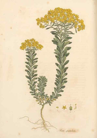 Reproducción/Reproduction 49556886518: Flora Graeca, sive, Plantarum rariorum historia, quas in provinciis aut insulis Graeciae /. Londini :Typis Richardi Taylor et socii, in Vico Shoe-Lane :MDCCCVI-MDCCCXL [1806-1840].. 