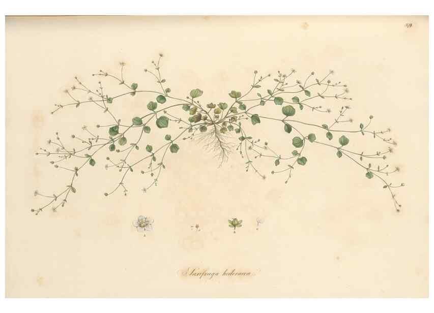 Reproducción/Reproduction 49556889748: Flora Graeca, sive, Plantarum rariorum historia, quas in provinciis aut insulis Graeciae /. Londini :Typis Richardi Taylor et socii, in Vico Shoe-Lane :MDCCCVI-MDCCCXL [1806-1840].. 