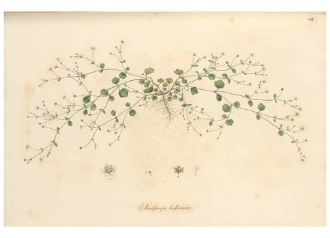 Reproducción/Reproduction 49556889748: Flora Graeca, sive, Plantarum rariorum historia, quas in provinciis aut insulis Graeciae /. Londini :Typis Richardi Taylor et socii, in Vico Shoe-Lane :MDCCCVI-MDCCCXL [1806-1840].. 