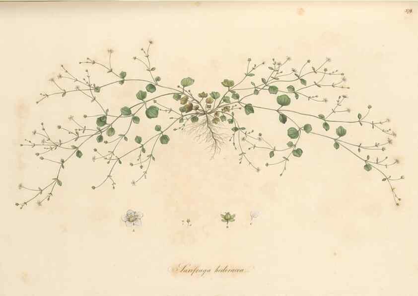 Reproducción/Reproduction 49556889748: Flora Graeca, sive, Plantarum rariorum historia, quas in provinciis aut insulis Graeciae /. Londini :Typis Richardi Taylor et socii, in Vico Shoe-Lane :MDCCCVI-MDCCCXL [1806-1840].. 