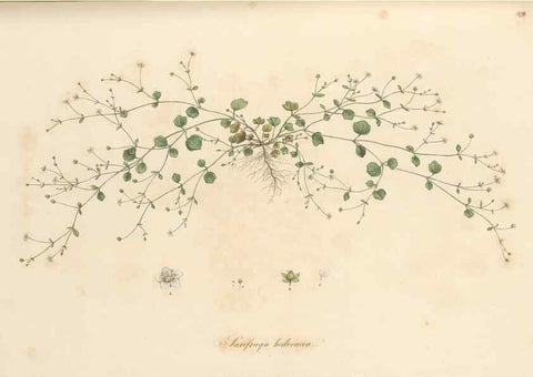 Reproducción/Reproduction 49556889748: Flora Graeca, sive, Plantarum rariorum historia, quas in provinciis aut insulis Graeciae /. Londini :Typis Richardi Taylor et socii, in Vico Shoe-Lane :MDCCCVI-MDCCCXL [1806-1840].. 