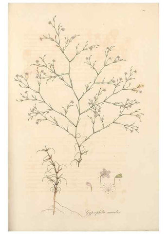 Reproducción/Reproduction 49557389141: Flora Graeca, sive, Plantarum rariorum historia, quas in provinciis aut insulis Graeciae /. Londini :Typis Richardi Taylor et socii, in Vico Shoe-Lane :MDCCCVI-MDCCCXL [1806-1840].. 