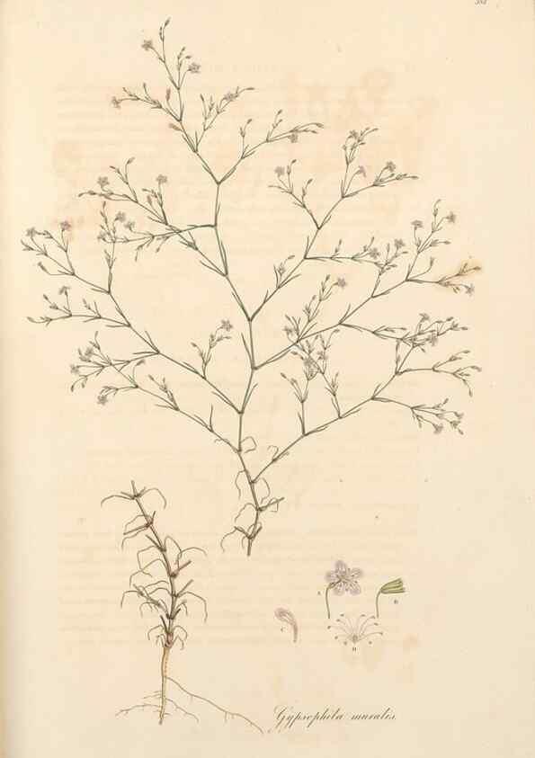 Reproducción/Reproduction 49557389141: Flora Graeca, sive, Plantarum rariorum historia, quas in provinciis aut insulis Graeciae /. Londini :Typis Richardi Taylor et socii, in Vico Shoe-Lane :MDCCCVI-MDCCCXL [1806-1840].. 