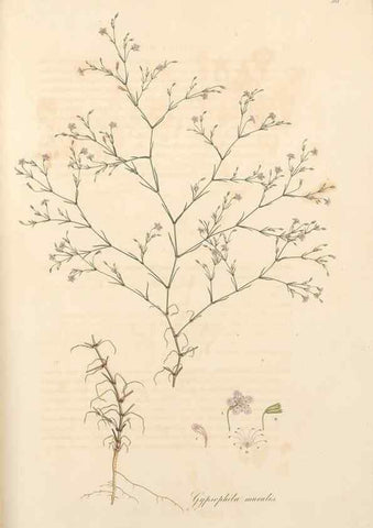Reproducción/Reproduction 49557389141: Flora Graeca, sive, Plantarum rariorum historia, quas in provinciis aut insulis Graeciae /. Londini :Typis Richardi Taylor et socii, in Vico Shoe-Lane :MDCCCVI-MDCCCXL [1806-1840].. 