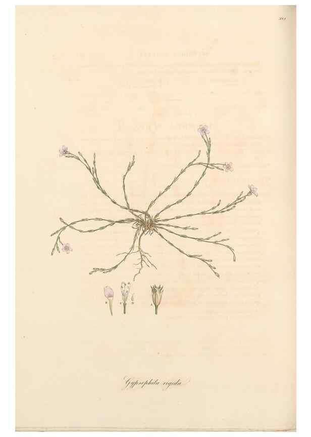 Reproducción/Reproduction 49556890698: Flora Graeca, sive, Plantarum rariorum historia, quas in provinciis aut insulis Graeciae /. Londini :Typis Richardi Taylor et socii, in Vico Shoe-Lane :MDCCCVI-MDCCCXL [1806-1840].. 