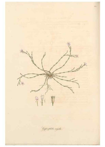 Reproducción/Reproduction 49556890698: Flora Graeca, sive, Plantarum rariorum historia, quas in provinciis aut insulis Graeciae /. Londini :Typis Richardi Taylor et socii, in Vico Shoe-Lane :MDCCCVI-MDCCCXL [1806-1840].. 