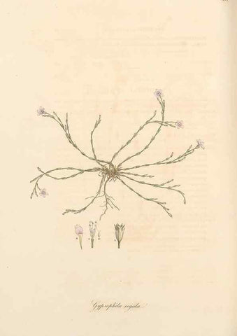 Reproducción/Reproduction 49556890698: Flora Graeca, sive, Plantarum rariorum historia, quas in provinciis aut insulis Graeciae /. Londini :Typis Richardi Taylor et socii, in Vico Shoe-Lane :MDCCCVI-MDCCCXL [1806-1840].. 