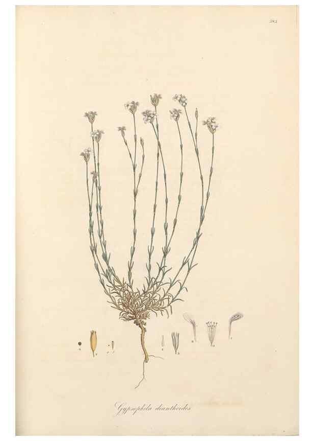 Reproducción/Reproduction 49557389801: Flora Graeca, sive, Plantarum rariorum historia, quas in provinciis aut insulis Graeciae /. Londini :Typis Richardi Taylor et socii, in Vico Shoe-Lane :MDCCCVI-MDCCCXL [1806-1840].. 