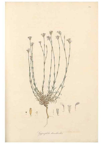 Reproducción/Reproduction 49557389801: Flora Graeca, sive, Plantarum rariorum historia, quas in provinciis aut insulis Graeciae /. Londini :Typis Richardi Taylor et socii, in Vico Shoe-Lane :MDCCCVI-MDCCCXL [1806-1840].. 