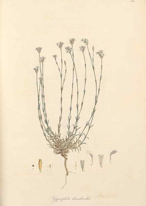 Reproducción/Reproduction 49557389801: Flora Graeca, sive, Plantarum rariorum historia, quas in provinciis aut insulis Graeciae /. Londini :Typis Richardi Taylor et socii, in Vico Shoe-Lane :MDCCCVI-MDCCCXL [1806-1840].. 