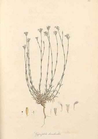 Reproducción/Reproduction 49557389801: Flora Graeca, sive, Plantarum rariorum historia, quas in provinciis aut insulis Graeciae /. Londini :Typis Richardi Taylor et socii, in Vico Shoe-Lane :MDCCCVI-MDCCCXL [1806-1840].. 