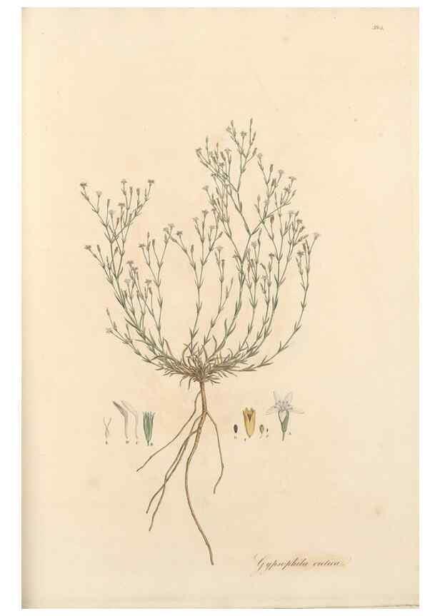 Reproducción/Reproduction 49557625617: Flora Graeca, sive, Plantarum rariorum historia, quas in provinciis aut insulis Graeciae /. Londini :Typis Richardi Taylor et socii, in Vico Shoe-Lane :MDCCCVI-MDCCCXL [1806-1840].. 