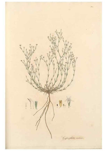 Reproducción/Reproduction 49557625617: Flora Graeca, sive, Plantarum rariorum historia, quas in provinciis aut insulis Graeciae /. Londini :Typis Richardi Taylor et socii, in Vico Shoe-Lane :MDCCCVI-MDCCCXL [1806-1840].. 
