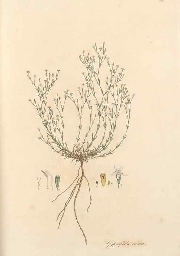 Reproducción/Reproduction 49557625617: Flora Graeca, sive, Plantarum rariorum historia, quas in provinciis aut insulis Graeciae /. Londini :Typis Richardi Taylor et socii, in Vico Shoe-Lane :MDCCCVI-MDCCCXL [1806-1840].. 