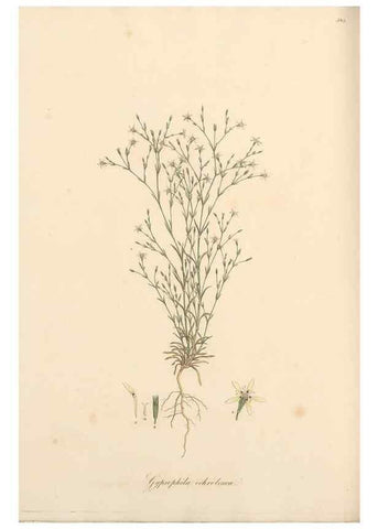 Reproducción/Reproduction 49557390611: Flora Graeca, sive, Plantarum rariorum historia, quas in provinciis aut insulis Graeciae /. Londini :Typis Richardi Taylor et socii, in Vico Shoe-Lane :MDCCCVI-MDCCCXL [1806-1840].. 