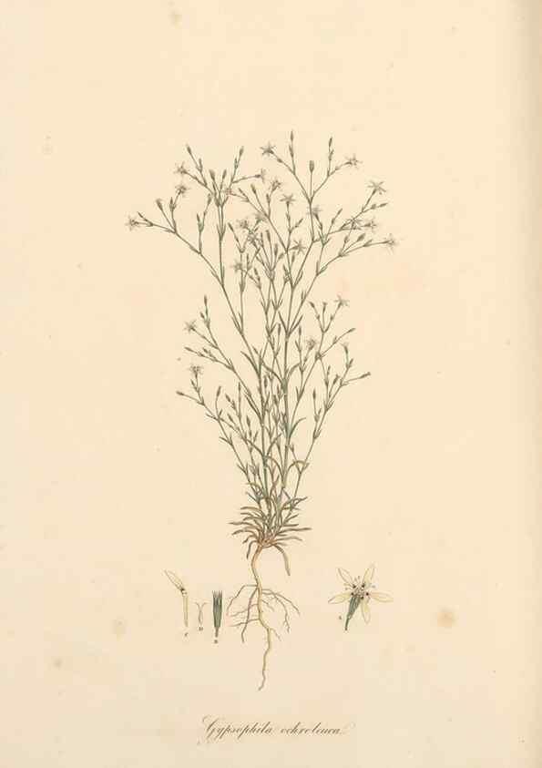 Reproducción/Reproduction 49557390611: Flora Graeca, sive, Plantarum rariorum historia, quas in provinciis aut insulis Graeciae /. Londini :Typis Richardi Taylor et socii, in Vico Shoe-Lane :MDCCCVI-MDCCCXL [1806-1840].. 