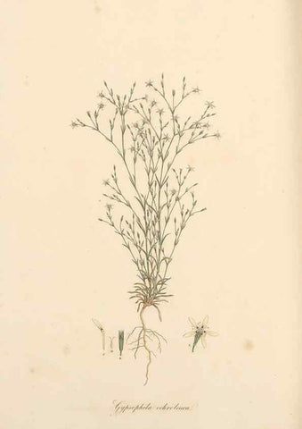 Reproducción/Reproduction 49557390611: Flora Graeca, sive, Plantarum rariorum historia, quas in provinciis aut insulis Graeciae /. Londini :Typis Richardi Taylor et socii, in Vico Shoe-Lane :MDCCCVI-MDCCCXL [1806-1840].. 
