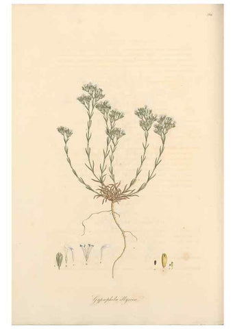 Reproducción/Reproduction 49557626437: Flora Graeca, sive, Plantarum rariorum historia, quas in provinciis aut insulis Graeciae /. Londini :Typis Richardi Taylor et socii, in Vico Shoe-Lane :MDCCCVI-MDCCCXL [1806-1840].. 