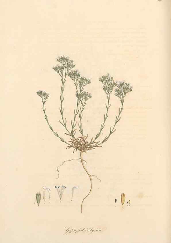 Reproducción/Reproduction 49557626437: Flora Graeca, sive, Plantarum rariorum historia, quas in provinciis aut insulis Graeciae /. Londini :Typis Richardi Taylor et socii, in Vico Shoe-Lane :MDCCCVI-MDCCCXL [1806-1840].. 