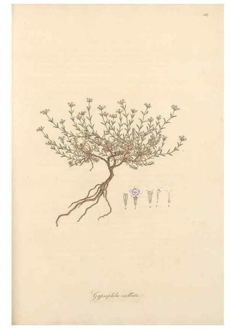 Reproducción/Reproduction 49557391326: Flora Graeca, sive, Plantarum rariorum historia, quas in provinciis aut insulis Graeciae /. Londini :Typis Richardi Taylor et socii, in Vico Shoe-Lane :MDCCCVI-MDCCCXL [1806-1840].. 
