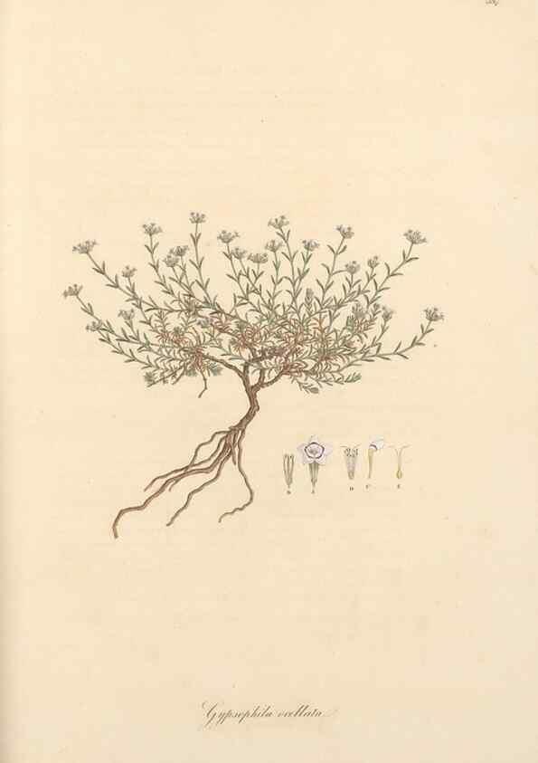 Reproducción/Reproduction 49557391326: Flora Graeca, sive, Plantarum rariorum historia, quas in provinciis aut insulis Graeciae /. Londini :Typis Richardi Taylor et socii, in Vico Shoe-Lane :MDCCCVI-MDCCCXL [1806-1840].. 