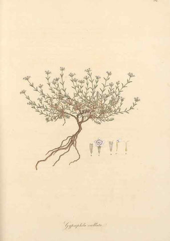Reproducción/Reproduction 49557391326: Flora Graeca, sive, Plantarum rariorum historia, quas in provinciis aut insulis Graeciae /. Londini :Typis Richardi Taylor et socii, in Vico Shoe-Lane :MDCCCVI-MDCCCXL [1806-1840].. 