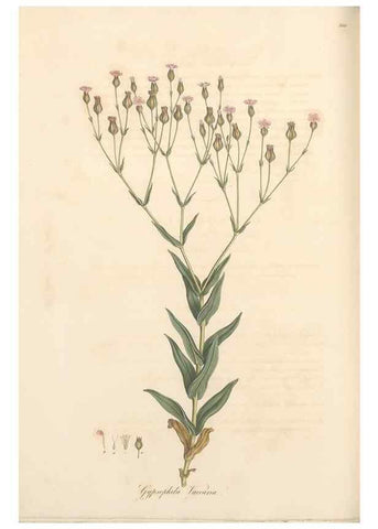 Reproducción/Reproduction 49556890063: Flora Graeca, sive, Plantarum rariorum historia, quas in provinciis aut insulis Graeciae /. Londini :Typis Richardi Taylor et socii, in Vico Shoe-Lane :MDCCCVI-MDCCCXL [1806-1840].. 