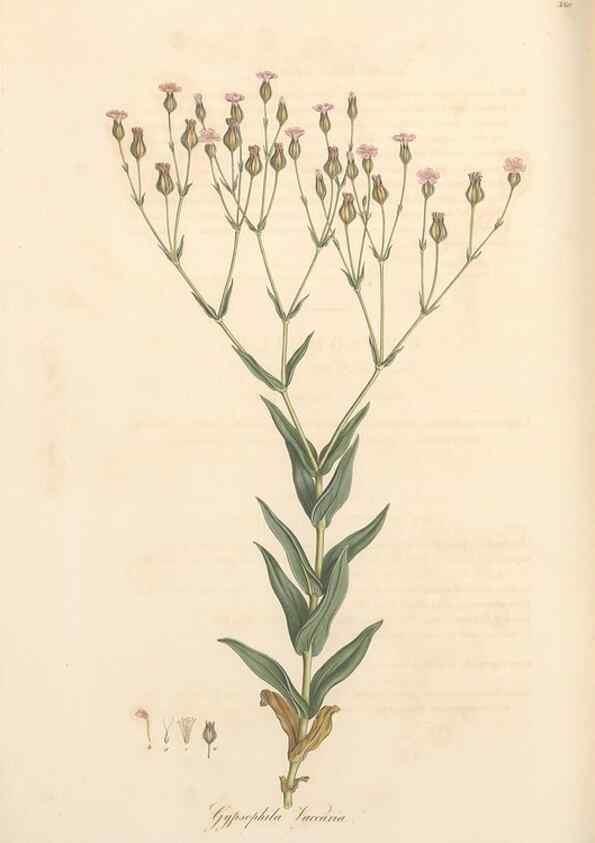 Reproducción/Reproduction 49556890063: Flora Graeca, sive, Plantarum rariorum historia, quas in provinciis aut insulis Graeciae /. Londini :Typis Richardi Taylor et socii, in Vico Shoe-Lane :MDCCCVI-MDCCCXL [1806-1840].. 