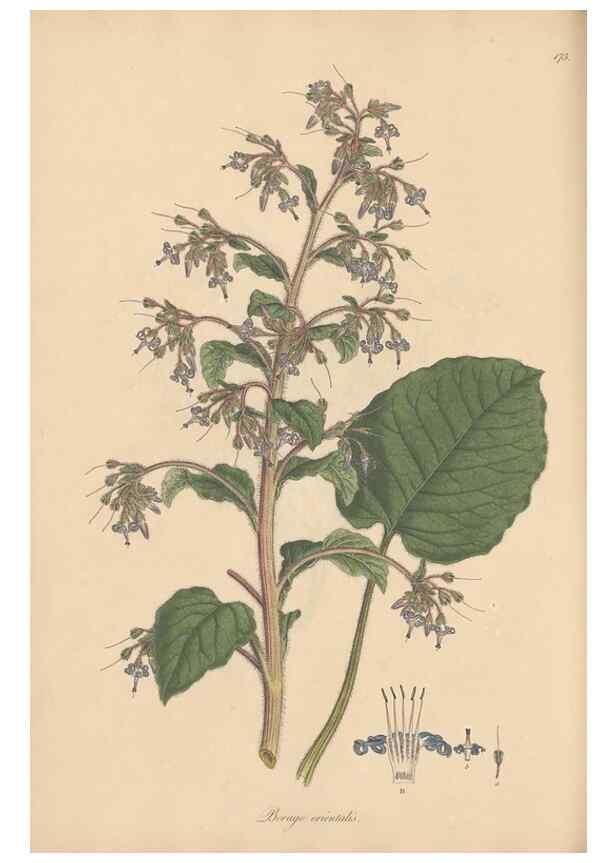Reproducción/Reproduction 49557119767: Flora Graeca, sive, Plantarum rariorum historia, quas in provinciis aut insulis Graeciae /. Londini :Typis Richardi Taylor et socii, in Vico Shoe-Lane :MDCCCVI-MDCCCXL [1806-1840].. 