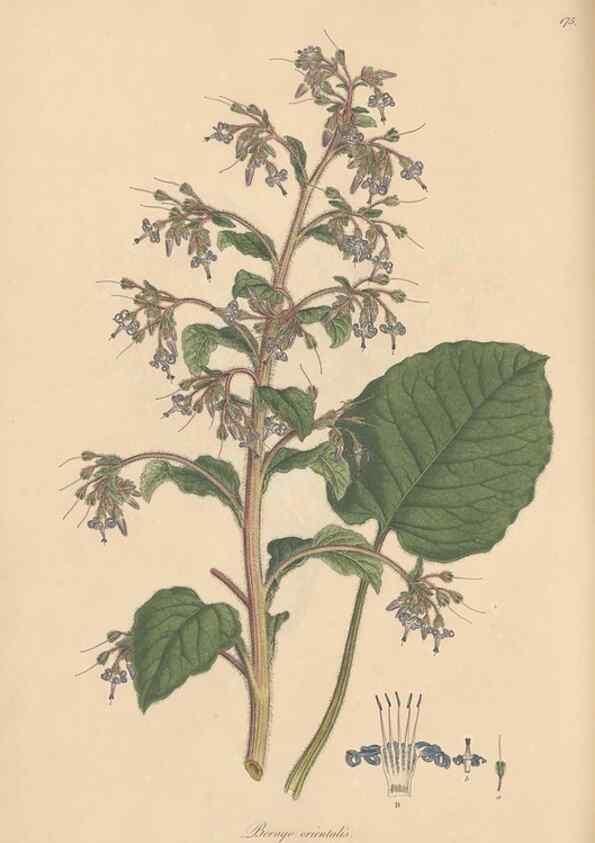 Reproducción/Reproduction 49557119767: Flora Graeca, sive, Plantarum rariorum historia, quas in provinciis aut insulis Graeciae /. Londini :Typis Richardi Taylor et socii, in Vico Shoe-Lane :MDCCCVI-MDCCCXL [1806-1840].. 