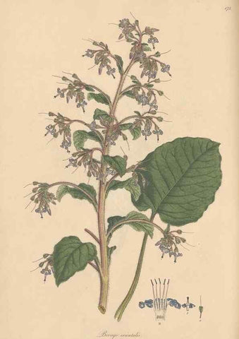 Reproducción/Reproduction 49557119767: Flora Graeca, sive, Plantarum rariorum historia, quas in provinciis aut insulis Graeciae /. Londini :Typis Richardi Taylor et socii, in Vico Shoe-Lane :MDCCCVI-MDCCCXL [1806-1840].. 