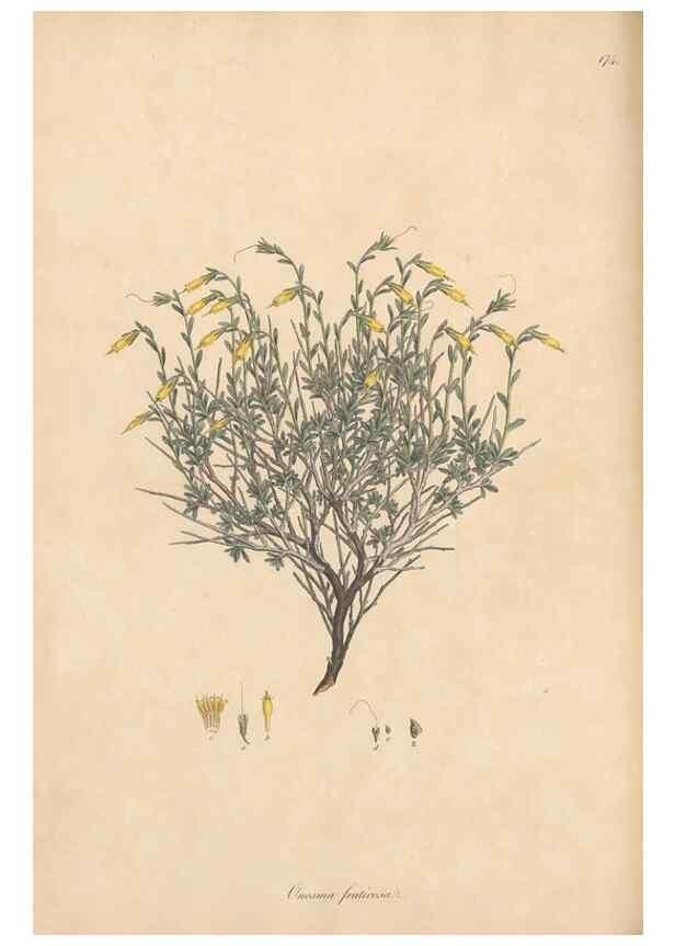 Reproducción/Reproduction 49556385793: Flora Graeca, sive, Plantarum rariorum historia, quas in provinciis aut insulis Graeciae /. Londini :Typis Richardi Taylor et socii, in Vico Shoe-Lane :MDCCCVI-MDCCCXL [1806-1840].. 