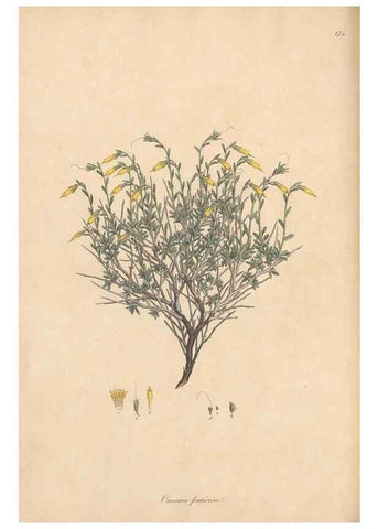 Reproducción/Reproduction 49556385793: Flora Graeca, sive, Plantarum rariorum historia, quas in provinciis aut insulis Graeciae /. Londini :Typis Richardi Taylor et socii, in Vico Shoe-Lane :MDCCCVI-MDCCCXL [1806-1840].. 