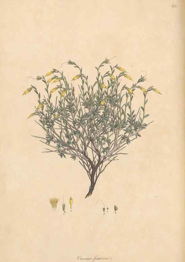 Reproducción/Reproduction 49556385793: Flora Graeca, sive, Plantarum rariorum historia, quas in provinciis aut insulis Graeciae /. Londini :Typis Richardi Taylor et socii, in Vico Shoe-Lane :MDCCCVI-MDCCCXL [1806-1840].. 