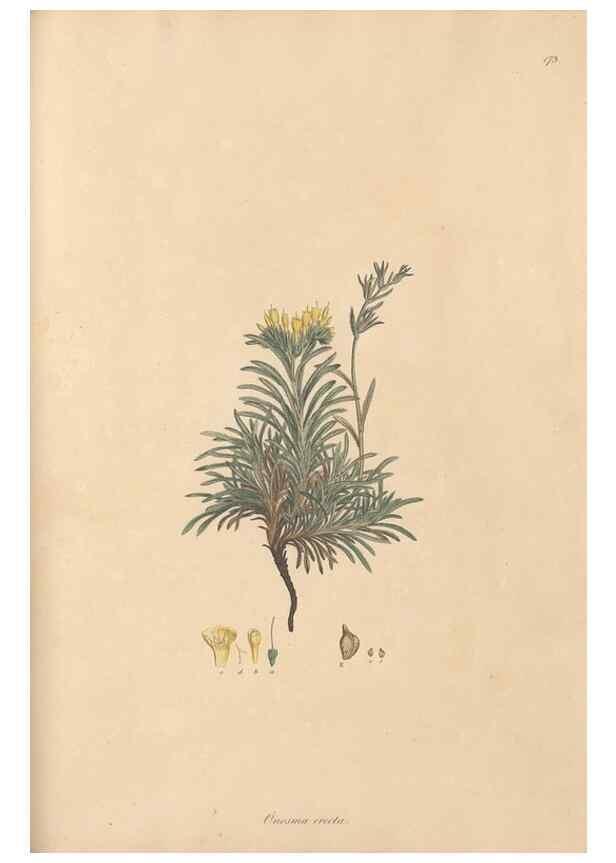 Reproducción/Reproduction 49556385458: Flora Graeca, sive, Plantarum rariorum historia, quas in provinciis aut insulis Graeciae /. Londini :Typis Richardi Taylor et socii, in Vico Shoe-Lane :MDCCCVI-MDCCCXL [1806-1840].. 