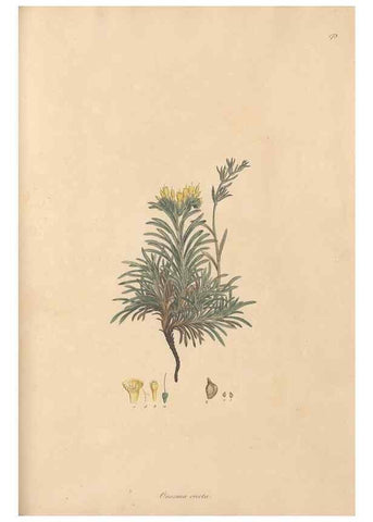 Reproducción/Reproduction 49556385458: Flora Graeca, sive, Plantarum rariorum historia, quas in provinciis aut insulis Graeciae /. Londini :Typis Richardi Taylor et socii, in Vico Shoe-Lane :MDCCCVI-MDCCCXL [1806-1840].. 