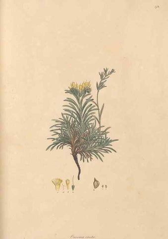 Reproducción/Reproduction 49556385458: Flora Graeca, sive, Plantarum rariorum historia, quas in provinciis aut insulis Graeciae /. Londini :Typis Richardi Taylor et socii, in Vico Shoe-Lane :MDCCCVI-MDCCCXL [1806-1840].. 