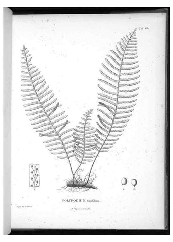 Reproducción/Reproduction 49556685376: Nova genera et species plantarum :. Antverpiae :Ex officina Christophori Plantini ...,1576.. 