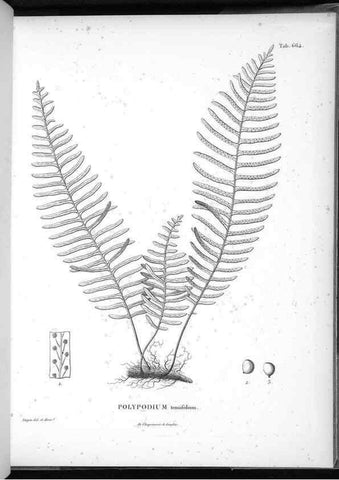 Reproducción/Reproduction 49556685376: Nova genera et species plantarum :. Antverpiae :Ex officina Christophori Plantini ...,1576.. 