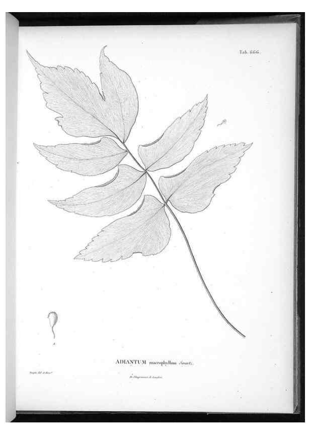 Reproducción/Reproduction 49556923657: Nova genera et species plantarum :. Antverpiae :Ex officina Christophori Plantini ...,1576.. 
