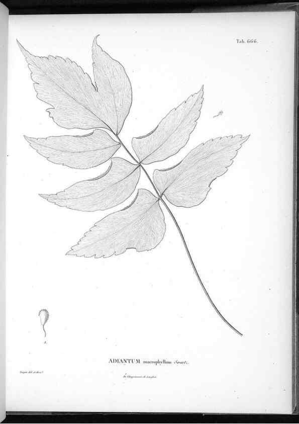 Reproducción/Reproduction 49556923657: Nova genera et species plantarum :. Antverpiae :Ex officina Christophori Plantini ...,1576.. 