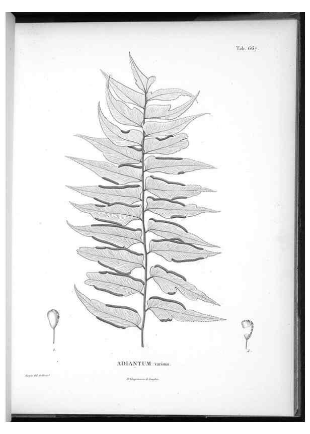 Reproducción/Reproduction 49556686336: Nova genera et species plantarum :. Antverpiae :Ex officina Christophori Plantini ...,1576.. 