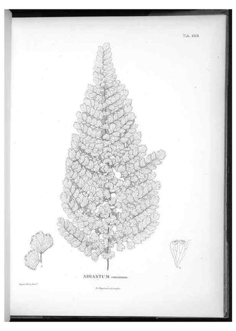 Reproducción/Reproduction 49556924432: Nova genera et species plantarum :. Antverpiae :Ex officina Christophori Plantini ...,1576.. 