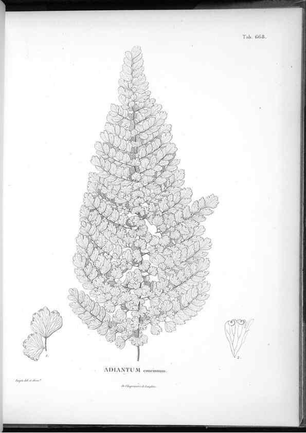 Reproducción/Reproduction 49556924432: Nova genera et species plantarum :. Antverpiae :Ex officina Christophori Plantini ...,1576.. 