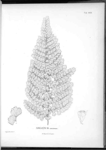 Reproducción/Reproduction 49556924432: Nova genera et species plantarum :. Antverpiae :Ex officina Christophori Plantini ...,1576.. 